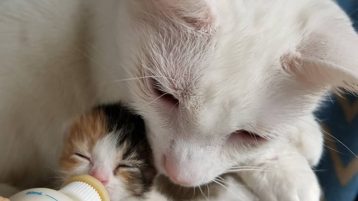 Illustration : "Chat de refuge, il est aujourd'hui le père adoptif de douze chats orphelins"