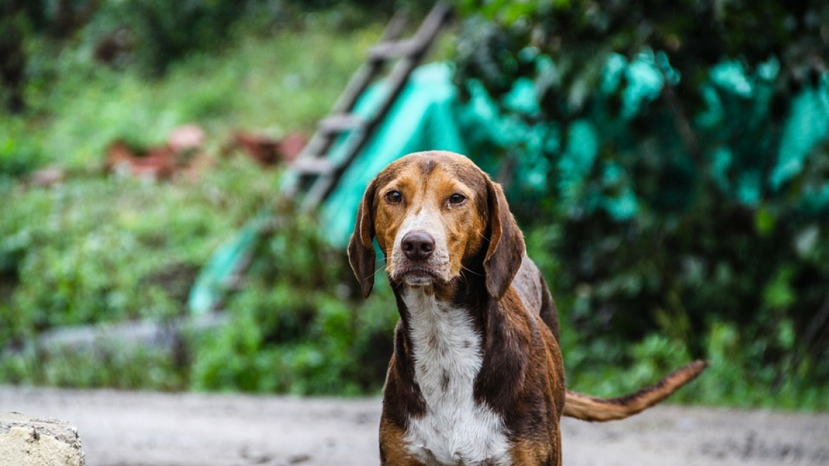 Illustration : "Divagation des chiens : un arrêté pris par le maire d'une commune d'Indre-et-Loire"