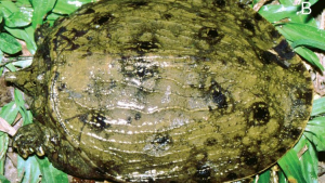 Illustration : "À peine découverte par des chercheurs, cette tortue est déjà menacée d'extinction"