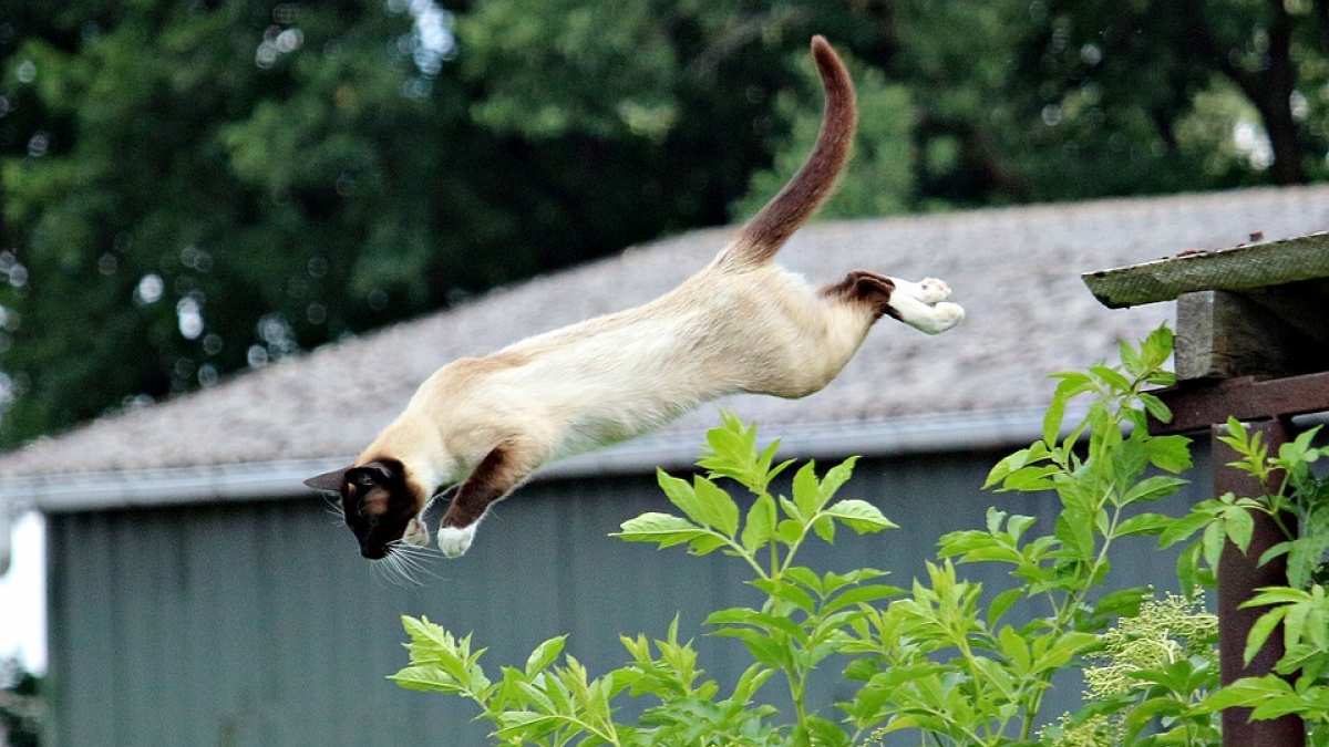 Illustration : "7 vidéos de chats qui ont complètement raté leurs tentatives de saut"