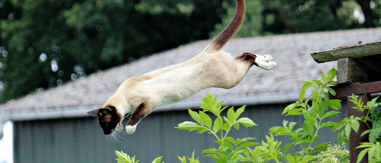 7 Videos De Chats Qui Ont Completement Rate Leurs Tentatives De Saut 7 Videos De Chats Qui Ont Completement Rate Leurs Tentatives De Saut