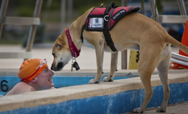 Illustration : "Les chiens d'assistance"