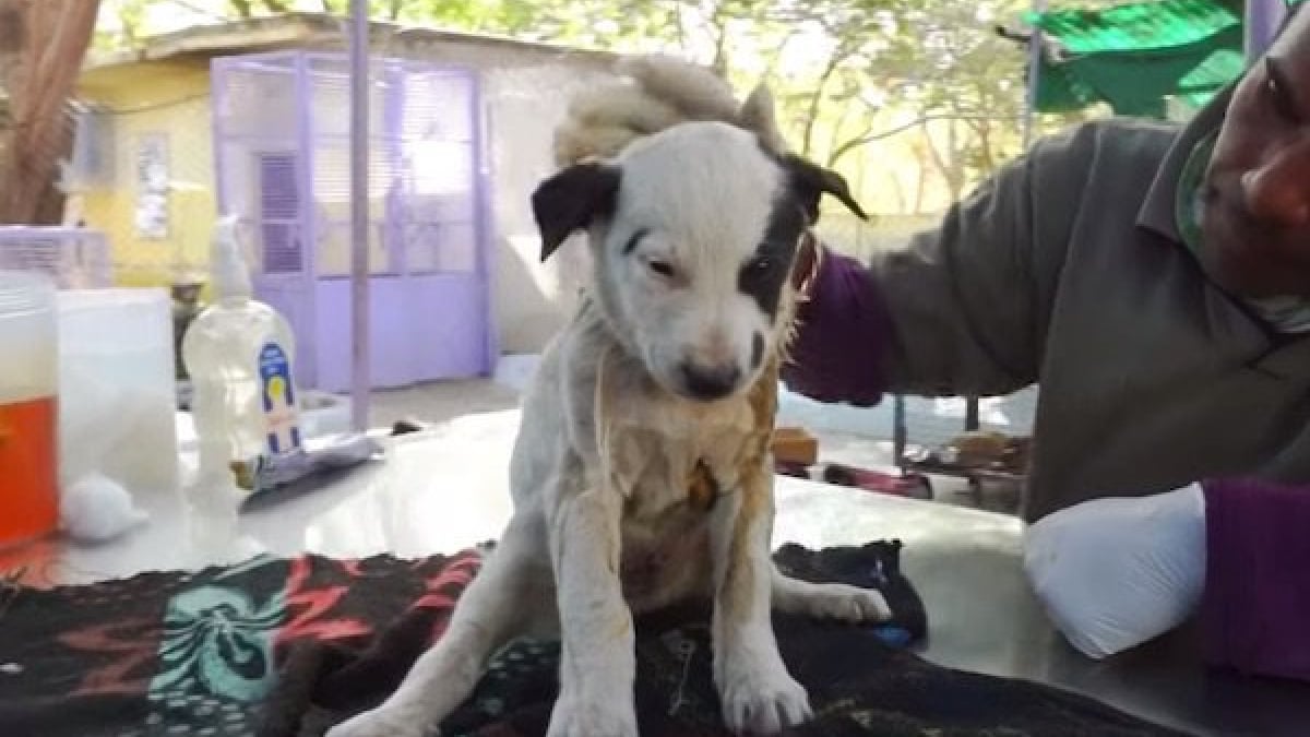 Illustration : "(Vidéo) Une chienne fait tout pour sauver son chiot blessé et hurlant de douleur ! "