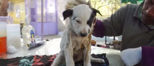 Illustration : "(Vidéo) Une chienne fait tout pour sauver son chiot blessé et hurlant de douleur ! "