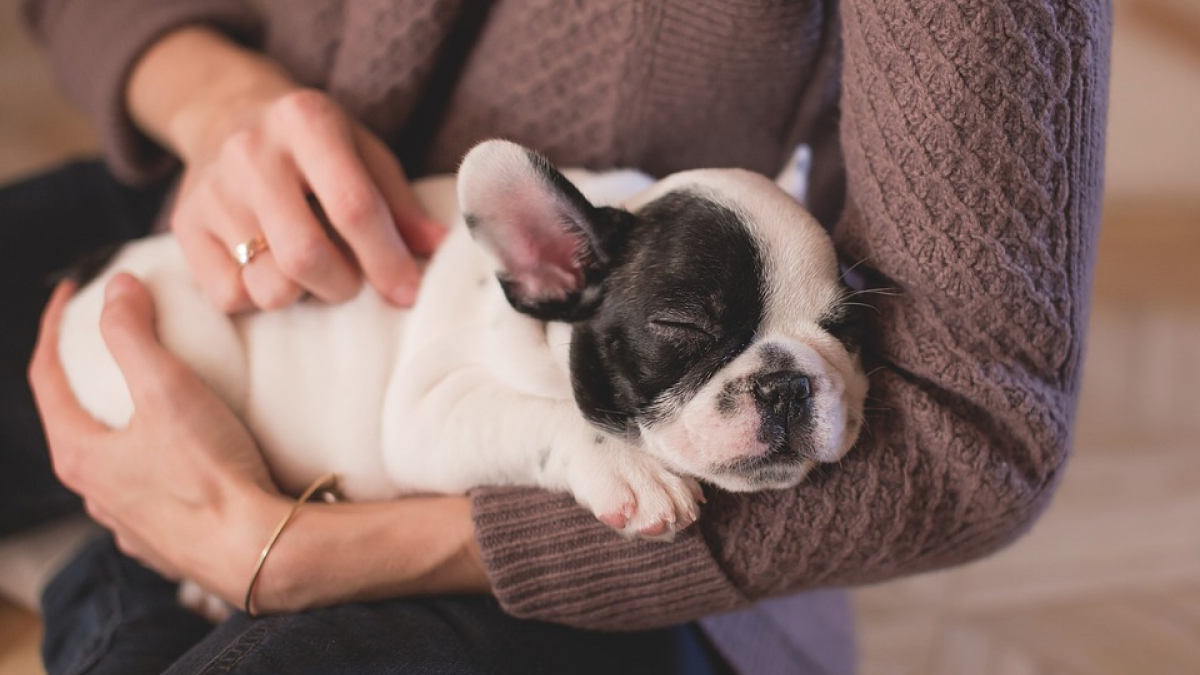 Illustration : "Selon cette étude, votre chien a le même effet sur vous qu'une drogue dure !"