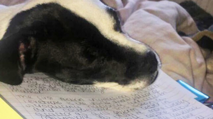 Illustration : 17 chiens et chats qui font tout pour avoir votre attention et qui l'obtiennent 