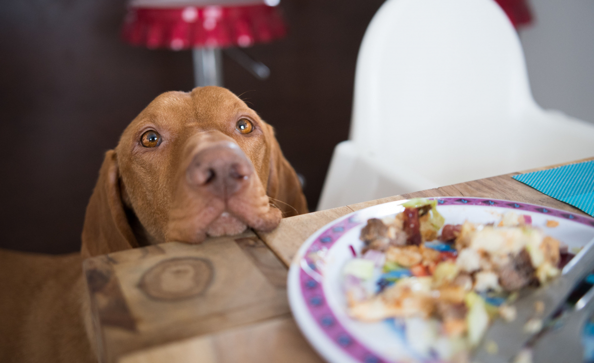 Illustration : "Comment empêcher son chien de manger tout ce qui traîne"