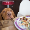 Illustration : Comment emp&ecirc;cher son chien de manger tout ce qui tra&icirc;ne