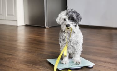 Illustration : "L'obésité du chien"