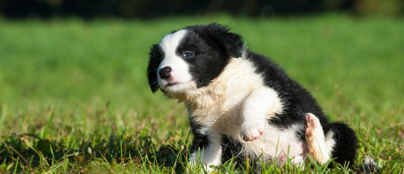 Illustration : "Quelle race de chien choisir ?"