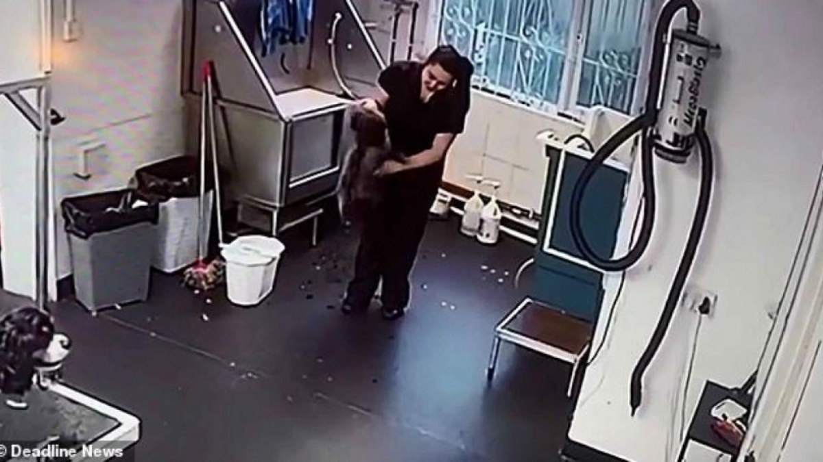 Illustration : "Une employée d’un salon de toilettage surprise en train de maltraiter un chien"