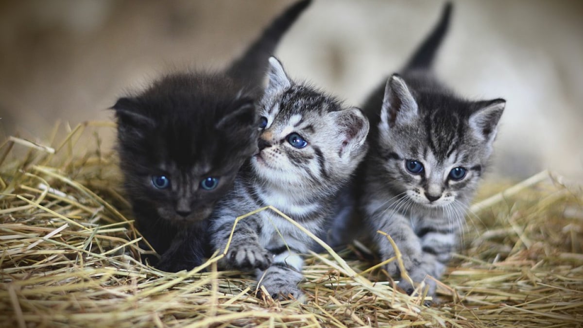 Illustration : "Le « tueur de chats » va de nouveau comparaître pour…avoir tué un chien !"