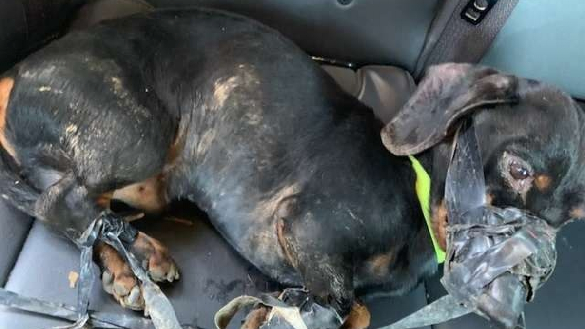 Illustration : "Un suspect arrêté après la découverte d'un chien au museau et aux pattes attachées, jeté dans un fossé"