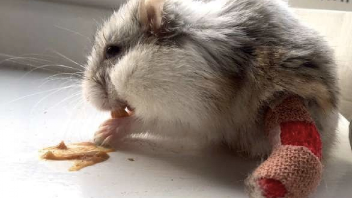Illustration : "Ce hamster a la patte cassée reçoit le plus adorable des vœux de rétablissement"