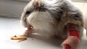 Illustration : "Ce hamster a la patte cassée reçoit le plus adorable des vœux de rétablissement"