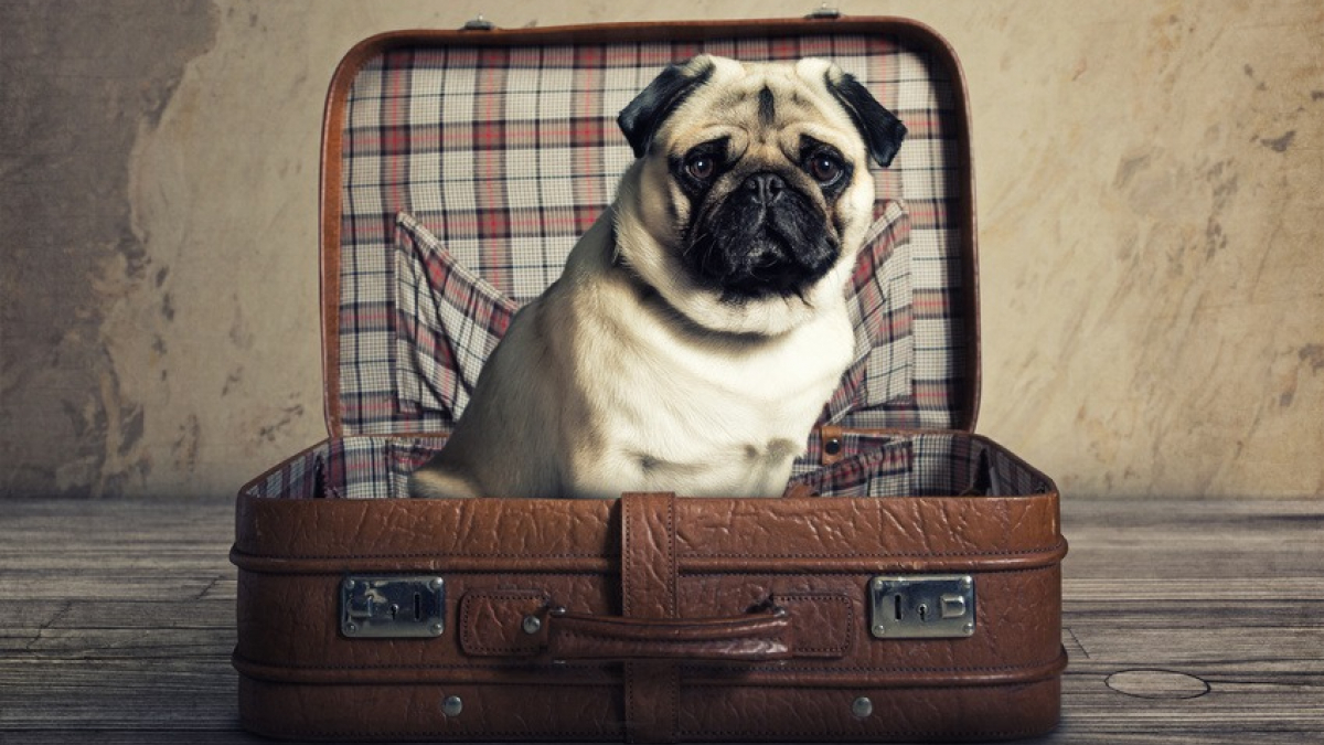 Illustration : "5 recommandations pour que le voyage en avion de votre chien senior se déroule sans accroc"