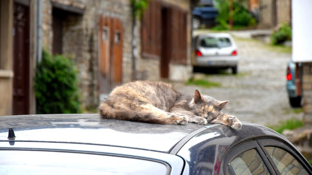 Illustration : "Un chat revient chez lui… en BlaBlaCar !"