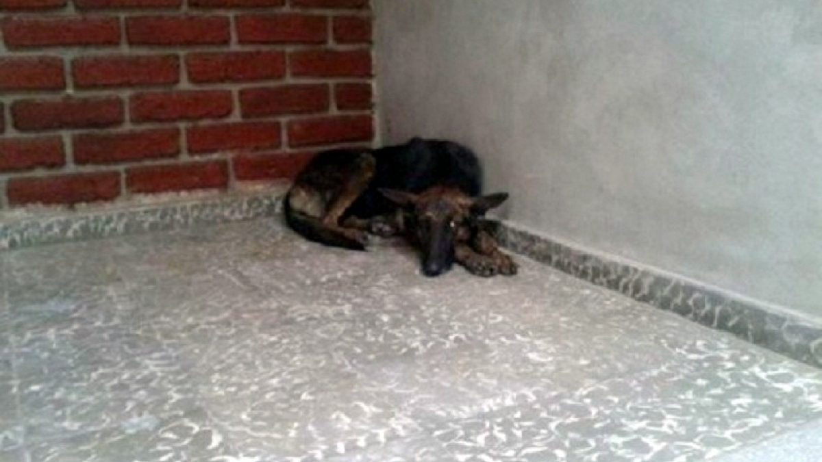 Illustration : "Une chienne se perd et parcourt 160 km pour retrouver sa famille d’adoption"