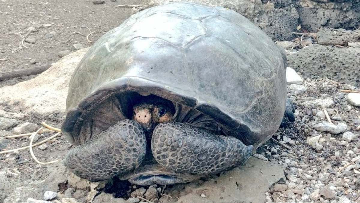 Illustration : "Découverte d'une tortue appartenant à une espèce que l'on croyait éteinte depuis 113 ans"