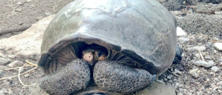 Illustration : "Découverte d'une tortue appartenant à une espèce que l'on croyait éteinte depuis 113 ans"