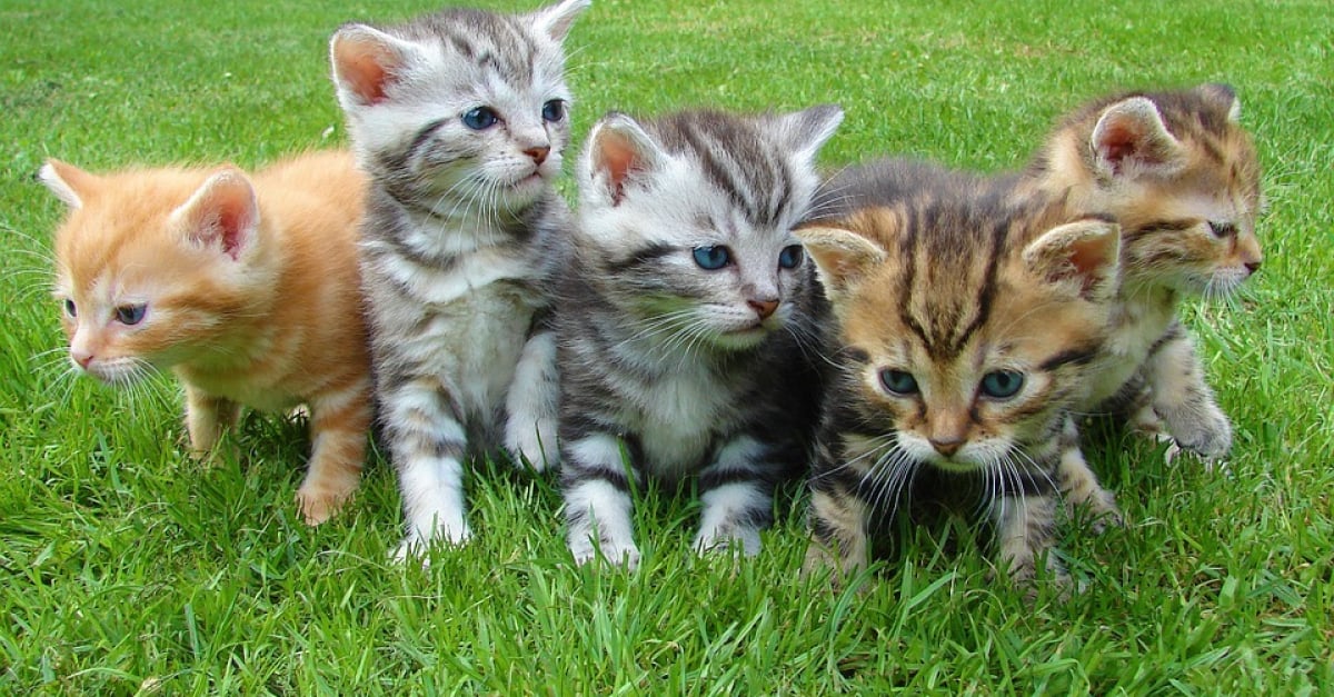 Adopter Un Chat Chez Un Eleveur Quelles Precautions Prendre Adopter Un Chat Chez Un Eleveur Quelles Precautions Prendre