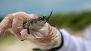 Illustration : "Une tortue vit avec un cœur à l’extérieur de son corps !"