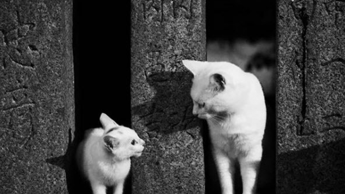 Illustration : "La vie trépidante des chats de gouttière vus par un talentueux photographe japonais"