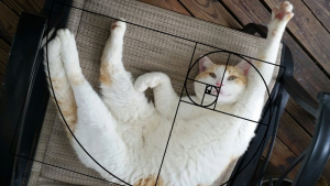 Illustration : Les chats sont parfaits ! Ces 18 photos basées sur le nombre d'or le prouvent