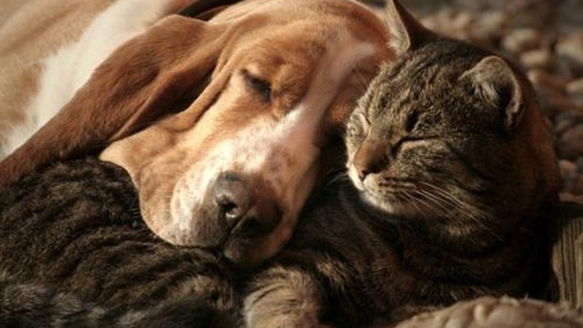 Illustration : "15 chiens et chats qui ont décidé de vivre leur amitié au grand jour"