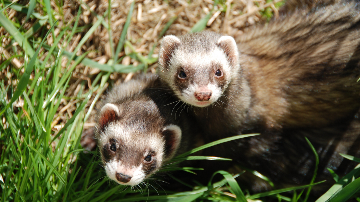 Illustration : "La stérilisation du furet"