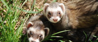Illustration : "La stérilisation du furet"
