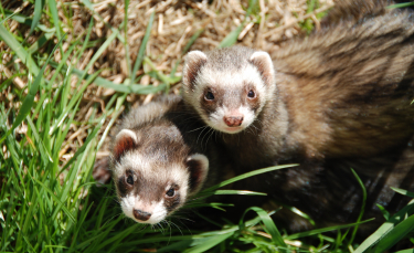 Illustration : "La stérilisation du furet"