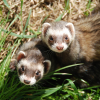 Illustration : La st&eacute;rilisation du furet