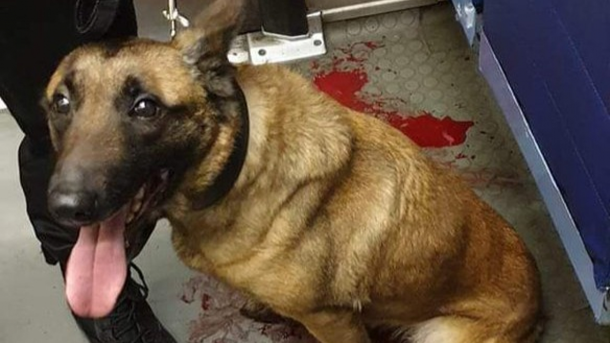 Illustration : "Blessé, ce chien de sécurité se vide de son sang dans le métro, une enquête est ouverte"