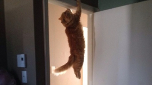 Illustration : 16 photos qui prouvent que la vie de chat est une aventure permanente