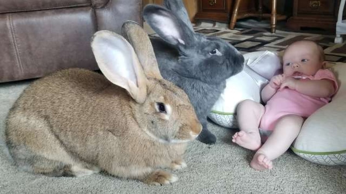 Illustration : "Un couple de lapins géants 