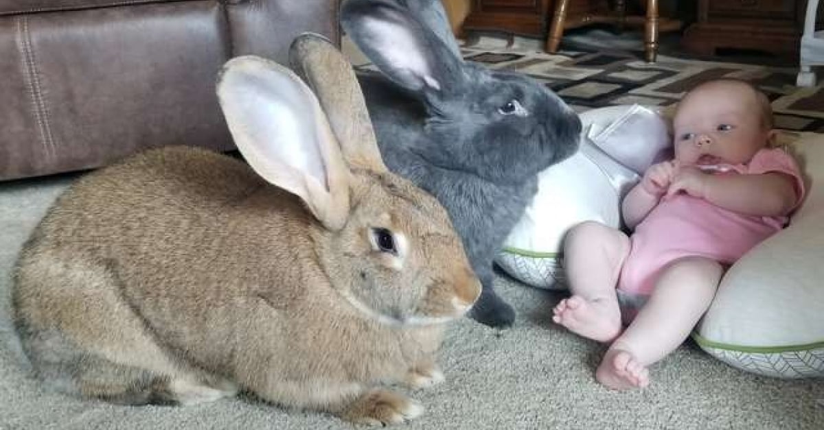 Un Couple De Lapins Geants Adopte Un Bebe