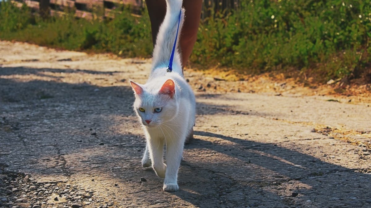 Illustration : "Promener son chat"