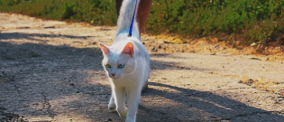 Illustration : "Promener son chat"