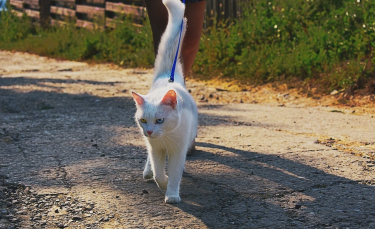 Illustration : "Promener son chat"