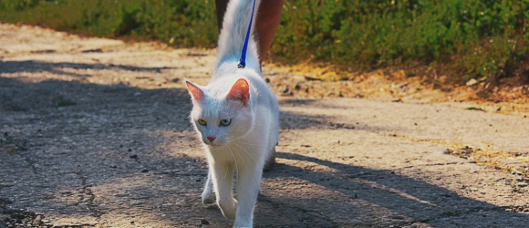 Illustration : "Promener son chat"