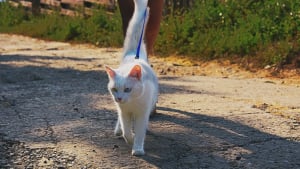 Illustration : Promener son chat