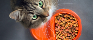 Illustration : "Nourrir un chat stérilisé"