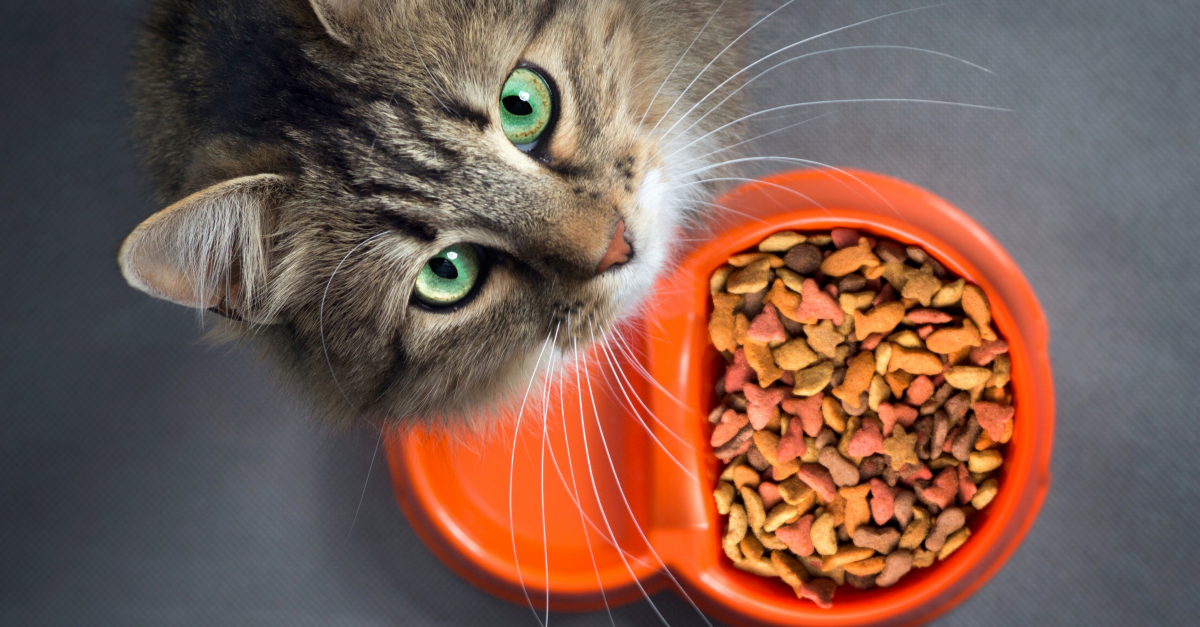 Alimentation : comment nourrir un chat ?