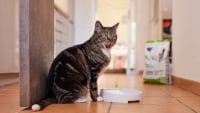 Illustration : Nourrir un chat st&eacute;rilis&eacute;