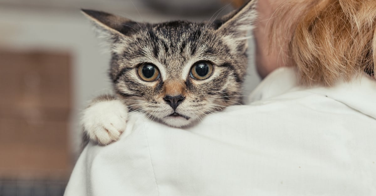 La Peur Des Autres Chats Comment Gerer Sa Peur