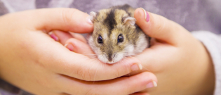 Illustration : "Comment manipuler et caresser un hamster ?"
