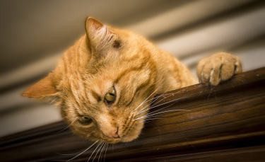 Illustration : "Selon cette étude, le caractère de votre chat serait le reflet du vôtre ! "
