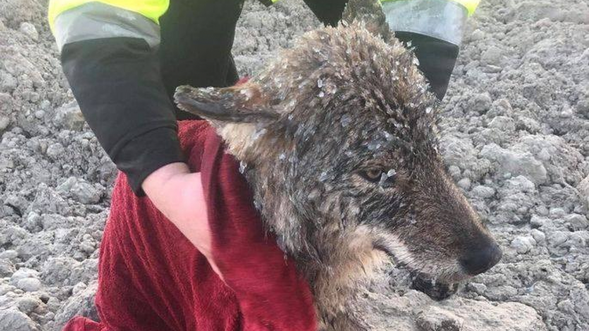 Illustration : "Ils croyaient avoir sauvé un chien tombé dans l'eau glacée, mais il s'agissait d'un loup"