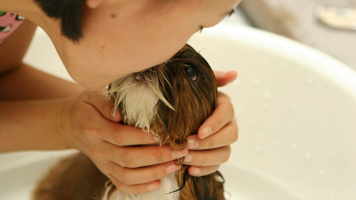 Illustration : "9 ingrédients que pourrait contenir le shampoing de votre chien et dont vous devriez vous méfier"